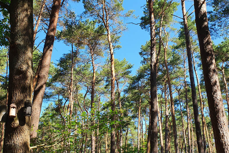 Blick von unten in den Kronen mehrerer Bäume. Im Hintergrund blauer Himmel.