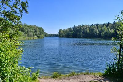 Venekotensee und Wald